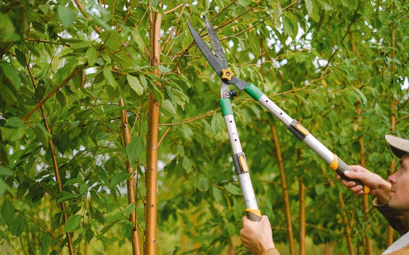 Tree trimming in Whitehorse, SD