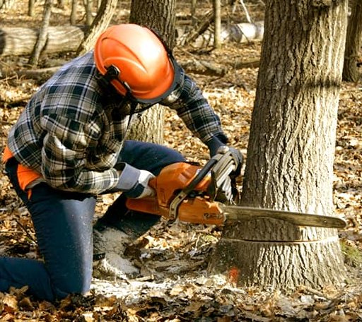 Tree Removal in Whitehorse, SD
